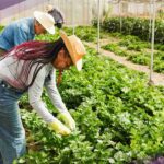 Quebec: Empresas presionan por más trabajadores extranjeros