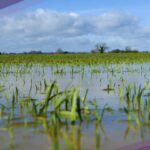 Lluvias torrenciales devastan cultivos en Quebec nuevamente