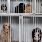 Lamentan crisis de mascotas abandonadas en Montreal 