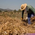 Conseil Migrant exige justicia laboral en Cumbre trinacional